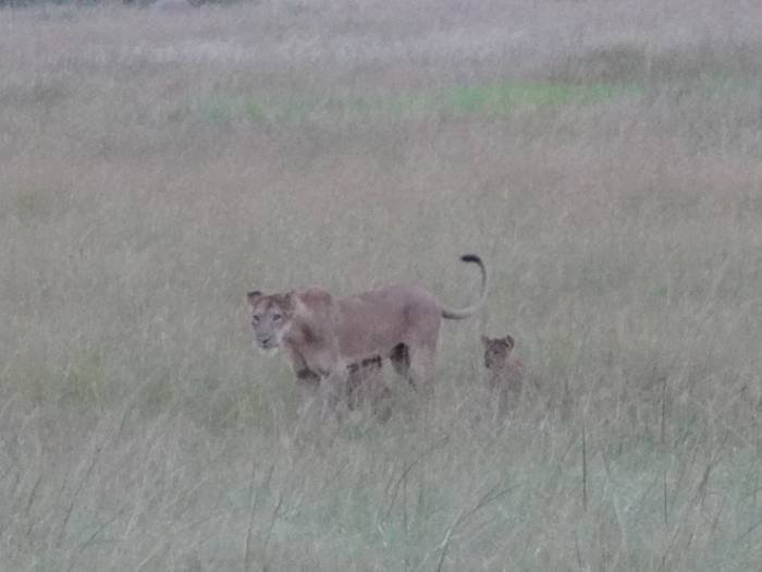  10 DAY UGANDA SAFARI of Steady Safaris Limited Plot 29b Kaduuyu road - Photo 2 of 5