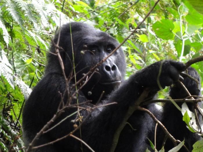  10 DAY UGANDA SAFARI of Steady Safaris Limited Plot 29b Kaduuyu road - Photo 5 of 5