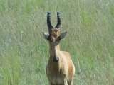 Steady Safaris Limited Plot 29b Kaduuyu road 