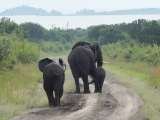 Steady Safaris Limited, Kampala