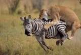 Book Africa Holidays For Less, Nairobi