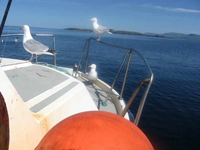  Profile Photos of Tommy McCallion's Sea Angling Rosses Point - Photo 55 of 82