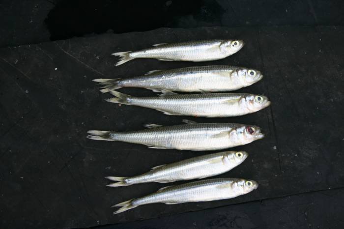  Profile Photos of Tommy McCallion's Sea Angling Rosses Point - Photo 67 of 82