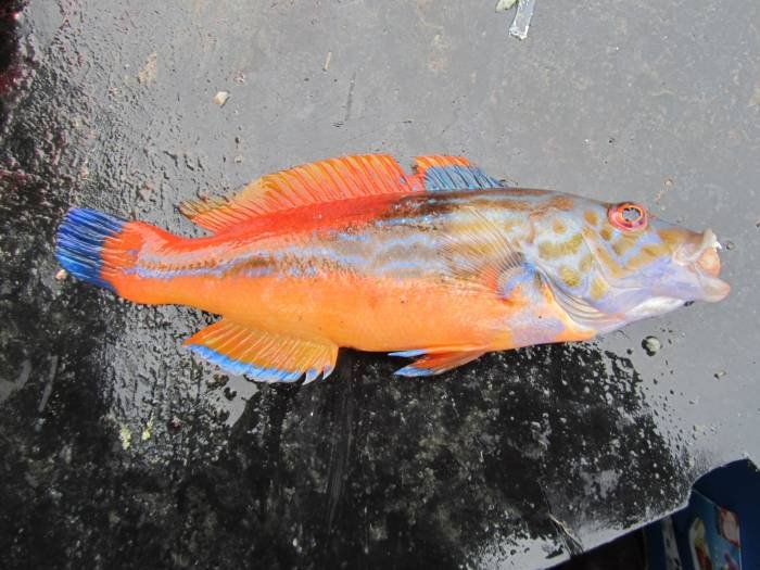  Profile Photos of Tommy McCallion's Sea Angling Rosses Point - Photo 58 of 82