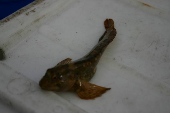  Profile Photos of Tommy McCallion's Sea Angling Rosses Point - Photo 72 of 82