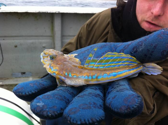  Profile Photos of Tommy McCallion's Sea Angling Rosses Point - Photo 23 of 82