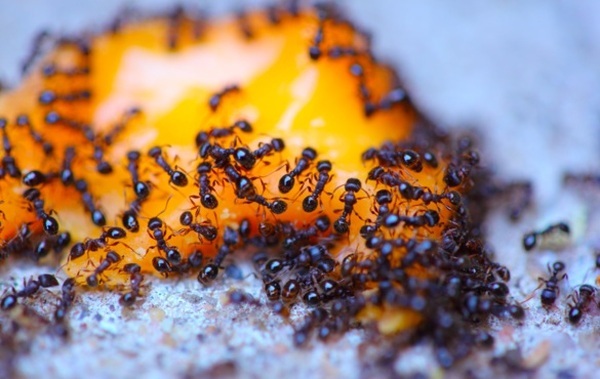  Profile Photos of Hillsboro Pest Control 20449 SW Tualatin Valley Hwy #216 - Photo 3 of 3