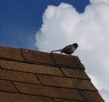 Newark Roofing Service, Newark