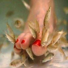  Profile Photos of doctor fish pedicure center no.181, 1st main road, sarada colony, basaveswar nagar - Photo 6 of 9