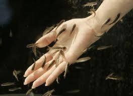  Profile Photos of doctor fish pedicure center no.181, 1st main road, sarada colony, basaveswar nagar - Photo 7 of 9