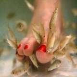  doctor fish pedicure center no.181, 1st main road, sarada colony, basaveswar nagar 