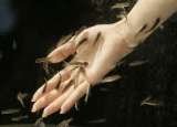  doctor fish pedicure center no.181, 1st main road, sarada colony, basaveswar nagar 