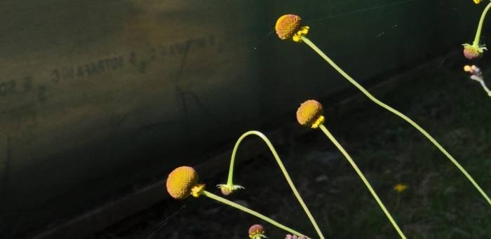  Profile Photos of JAM Perennial Plants JAM Perennial Plants - Photo 1 of 1