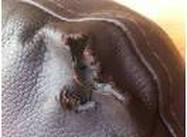  Profile Photos of Your Leather Care 3 Linwood House, Seymour Rd - Photo 4 of 4