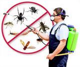 Pest Control Eugene, Eugene