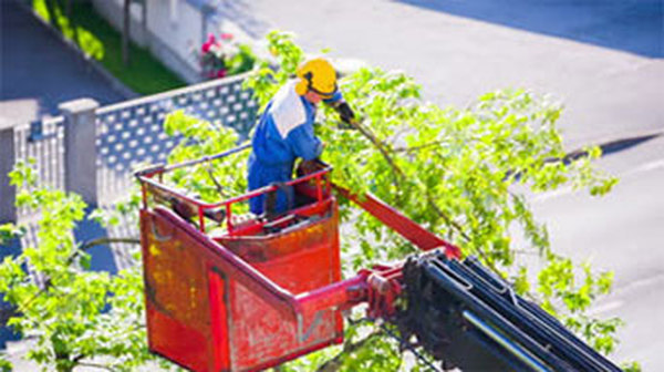  Profile Photos of Stump Grinding Adelaide | Stump Removal Adelaide Eric Avenue Black Forest 5035  SOUTH AUSTRALIA - Photo 2 of 3