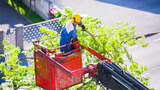 Stump Grinding Adelaide | Stump Removal Adelaide, Adelaide