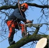 Stump Grinding Adelaide | Stump Removal Adelaide, Adelaide