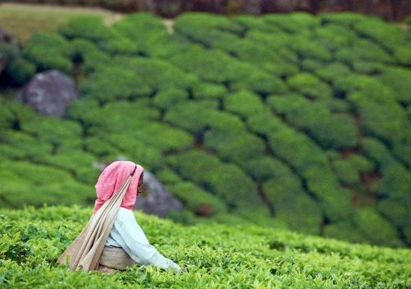  Profile Photos of Kerala Travel Packages to Explore Beauty & Culture of Godâ€™s Own Countr 259 C-block, Municipal Complex - Photo 1 of 2