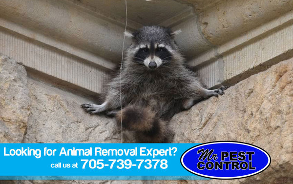  Profile Photos of Mr. Pest Control 6 Maplehill Drive - Photo 2 of 10