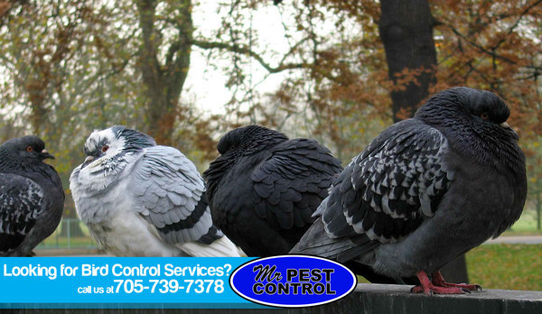  Profile Photos of Mr. Pest Control 6 Maplehill Drive - Photo 4 of 10