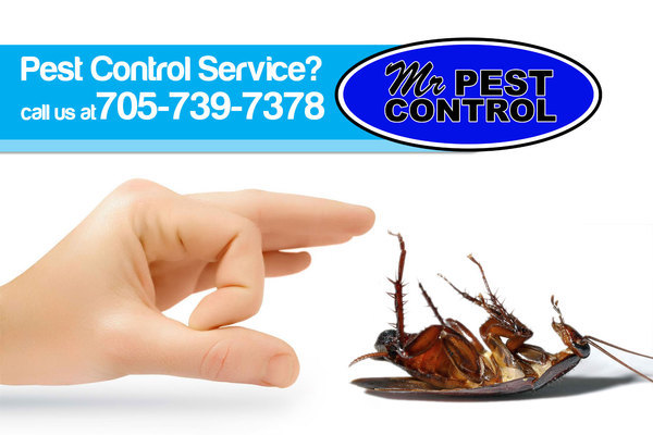  Profile Photos of Mr. Pest Control 6 Maplehill Drive - Photo 7 of 10