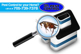 Mr. Pest Control, Shanty Bay