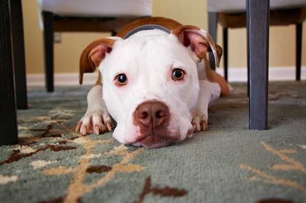  Profile Photos of Superior Carpet Cleaners Las Vegas 339 Hollins Hall Street Suite A - Photo 3 of 4