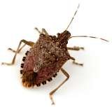  Dominion Pest Control LLC 1400 Rohrerstown Rd. 