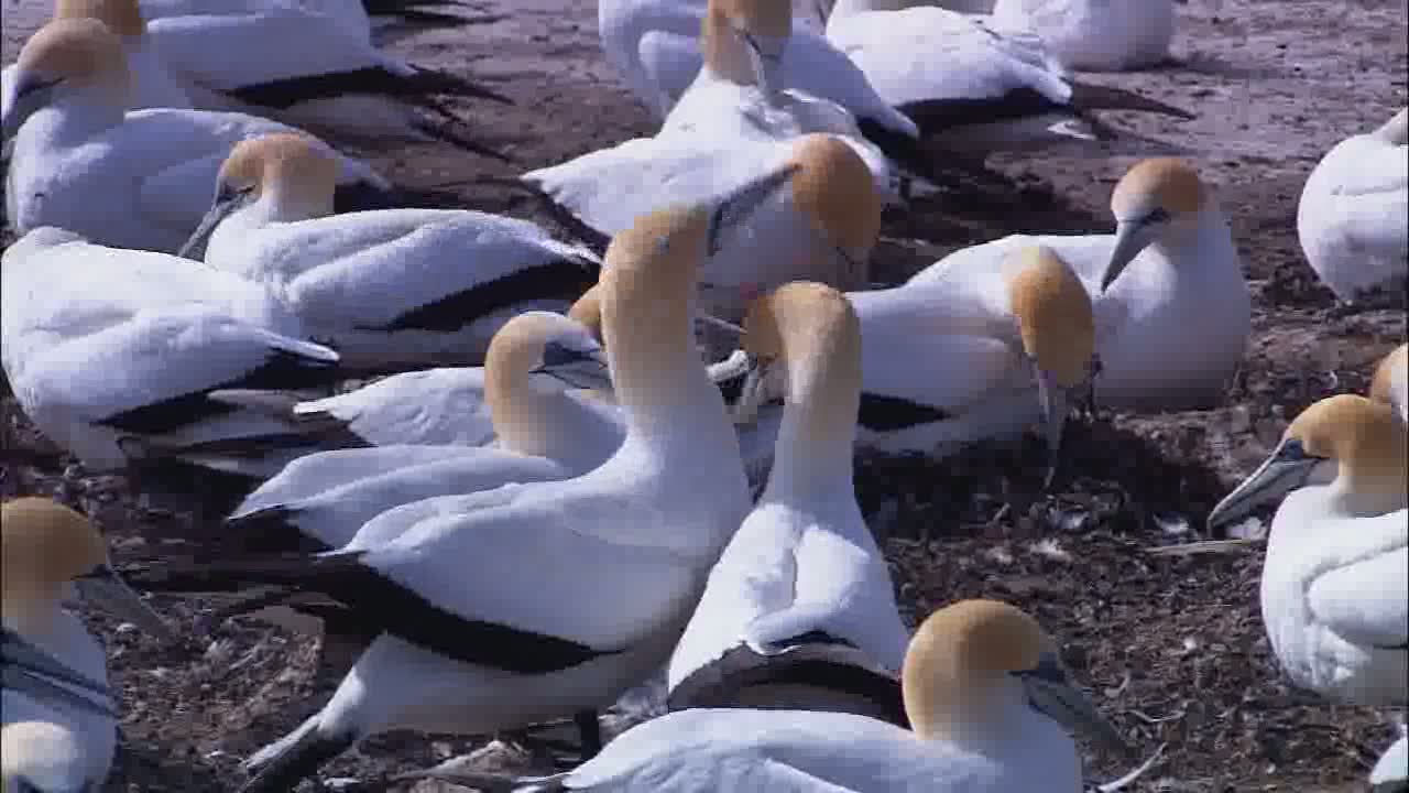 Wildlife.wmv