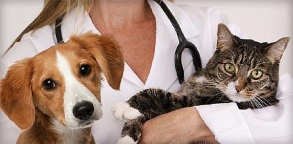  Profile Photos of Mobile Veterinary Clinic of North Texas 2842 Union Hill Rd - Photo 1 of 1
