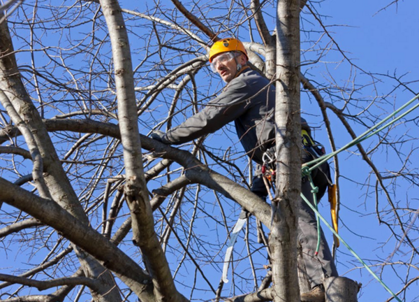  Profile Photos of Milton Tree Care 980 Birmingham Rd #501 - Photo 4 of 4