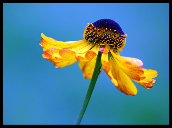 Profile Photos of Maya Flowers at Cafe Mom Sec C, Defense Colony - Photo 1 of 1