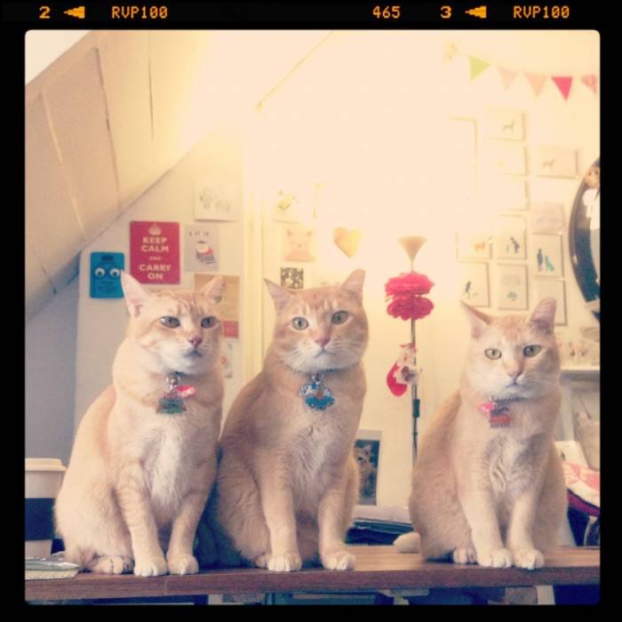  Dulcetkittehs of Dulcetfig 41 Haji Lane - Photo 1 of 15