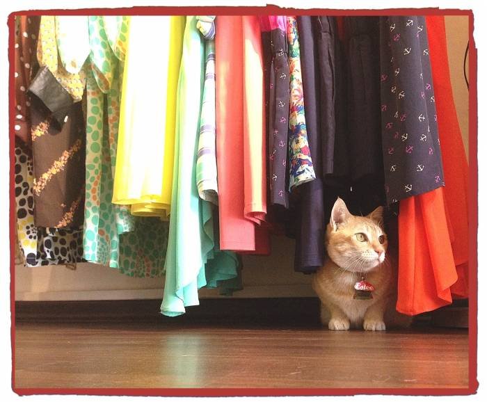 Dulcetkittehs of Dulcetfig 41 Haji Lane - Photo 4 of 15