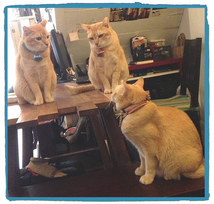  Dulcetkittehs of Dulcetfig 41 Haji Lane - Photo 5 of 15