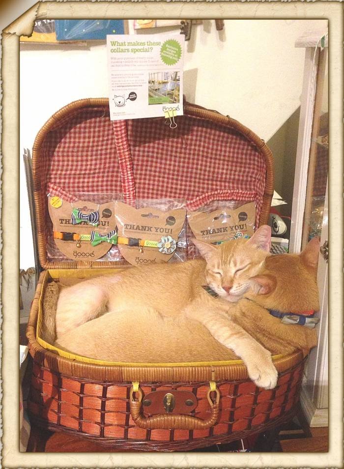 Dulcetkittehs of Dulcetfig 41 Haji Lane - Photo 9 of 15
