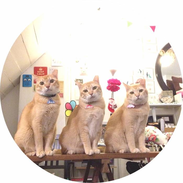  Dulcetkittehs of Dulcetfig 41 Haji Lane - Photo 13 of 15