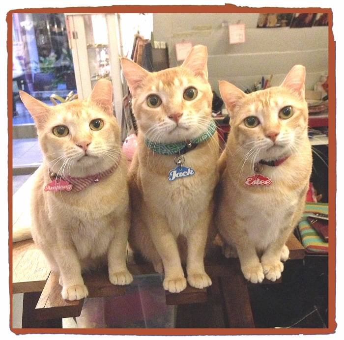  Dulcetkittehs of Dulcetfig 41 Haji Lane - Photo 14 of 15