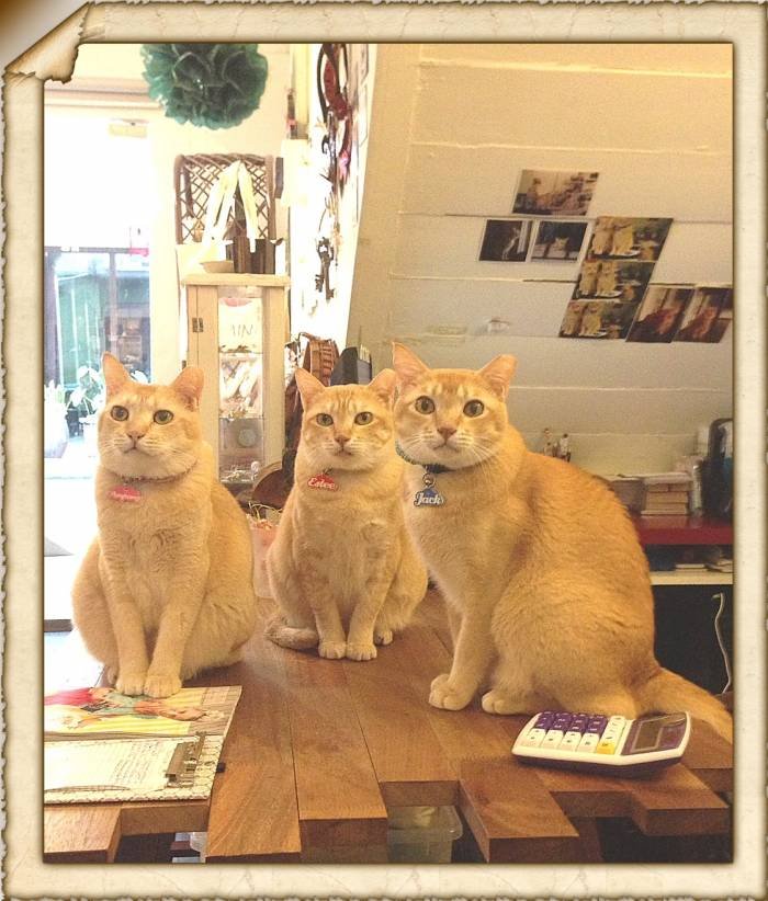  Dulcetkittehs of Dulcetfig 41 Haji Lane - Photo 15 of 15