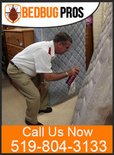 Bed Bug Pros, Kitchener