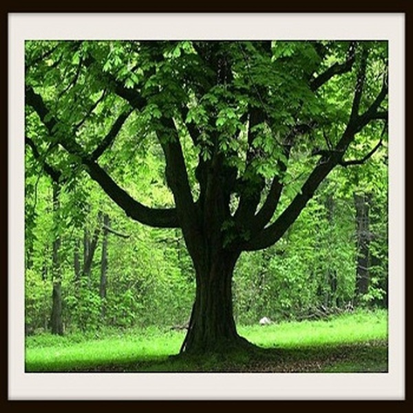  Profile Photos of Tree Service Indianapolis 1734 w 30th Street - Photo 1 of 1