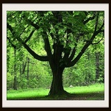 Tree Service Indianapolis, Indianapolis
