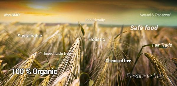  Profile Photos of Go Organic Life B3 Adarsh Apartments 8 Sarangapani Street - Photo 1 of 1