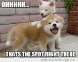 Doggie massage Massage Professionals of Jackson Hole Jackson Hole 