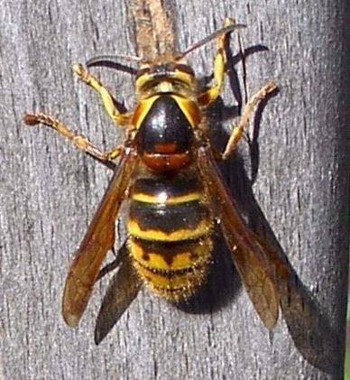  Profile Photos of Wasp Nest Removal Croydon 73 Park Lane - Photo 2 of 7