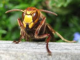  Profile Photos of Wasp Nest Removal Croydon 73 Park Lane - Photo 3 of 7