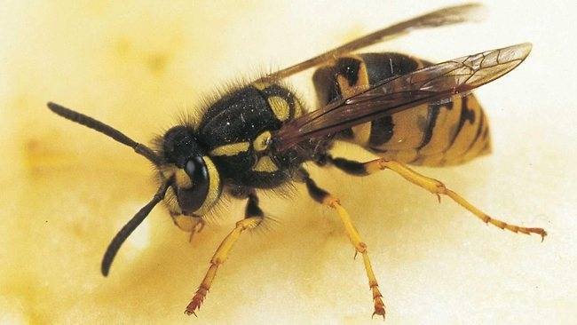  Profile Photos of Wasp Nest Removal Croydon 73 Park Lane - Photo 1 of 7