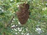 Wasp Nest Removal Croydon, Croydon