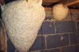 Wasp Nest Removal Croydon, Croydon
